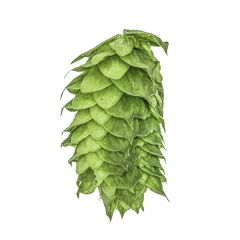 Luppolo HBC 638 - 1 kg Pellets T90