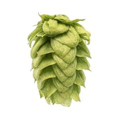 Luppolo Willamette - 100 g Pellets T90