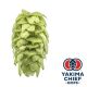 Luppolo Yakima Chief Hops® Mosaic® - 5 kg Pellets T90