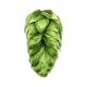 Yakima Chief Hops® Cryo Hops® pellets Talus® - 1 kg